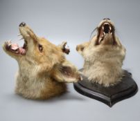 Two Rowland Ward taxidermic fox heads, one mounted