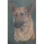 Marjorie Cox (20th C.)pastelHead of a German Shepherdsigned,51 x 35cm