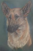 Marjorie Cox (20th C.)pastelHead of a German Shepherdsigned,51 x 35cm