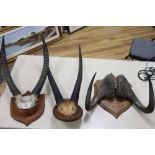 Three sets of various mounted taxidermic horns, tallest 104cm