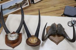 Three sets of various mounted taxidermic horns, tallest 104cm