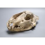 A lion's skull, length 35cm