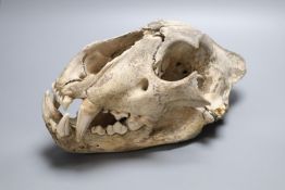 A lion's skull, length 35cm