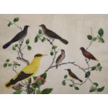 19th century Anglo Chinese School, gouache on paper, Study of Exotic birds on flowering branches,