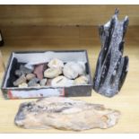 A small collection of assorted fossils, a polished gem stone, 40cm long and a polished mineral