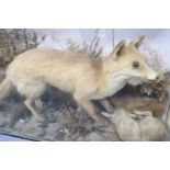 An early 20th century taxidermy fox catching a rabbit, cased, 110 x 65cm