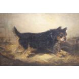 Circle of George Armfield, oil on canvas, Terrier in a stable, 28 x 33cm