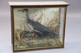 A Victorian taxidermic cormorant, cased, 81 x 72cm