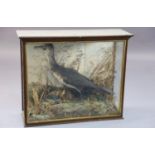 A Victorian taxidermic cormorant, cased, 81 x 72cm