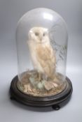 A taxidermic Snowy owl, under glass dome on stand, height overall 44cm