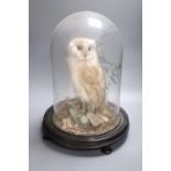 A taxidermic Snowy owl, under glass dome on stand, height overall 44cm