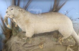 A taxidermic Eurasian otter with jack-pike, in taxidermic case, overall 100cm x 72cmCONDITION: Glass