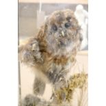 A taxidermic owl, in glazed case, overall height 48cm