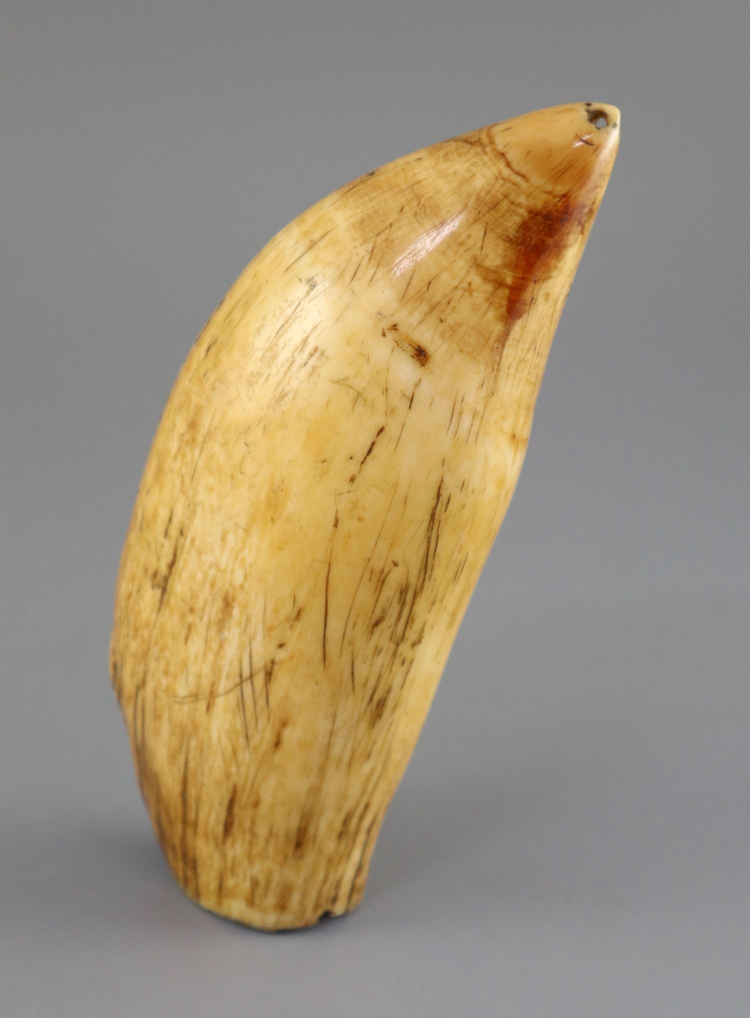 A 19th century South Seas sperm whale tooth tabua, 19th century, with pierced holes to each end,