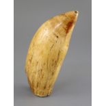 A 19th century South Seas sperm whale tooth tabua, 19th century, with pierced holes to each end,