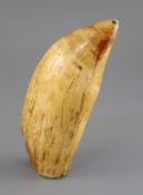 A 19th century South Seas sperm whale tooth tabua, 19th century, with pierced holes to each end,