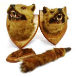 TWO FOX MASKS on shaped oak shields, and with painted inscriptions, 'Tredegar Farmer's Hunt,