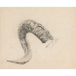 HENRY E.O. MURRAY-DIXON (BRITISH, 1885-1917) Study of a Horn, pencil, signed and dated 1903, 27 x