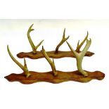 A PAIR OF SHAPED OAK AND ANTLER WHIP RACKS, for wall mounting, width 49cm