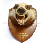 A BADGER MASK on a shaped wooden shield with painted inscription 'Killed at Staple Park Farm, 7-1-