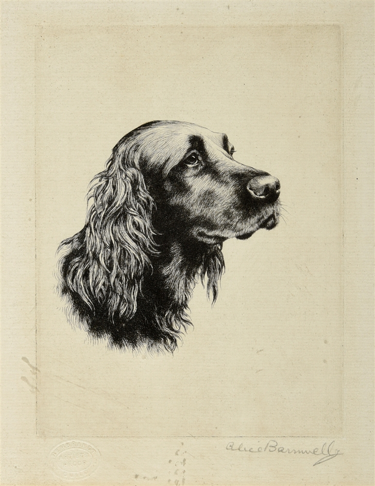 AFTER ALICE BARNWELL Head study of a Setter, engraving, artists proof, signed in pencil on the