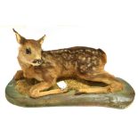 A DEER FAWN full mount, lying down on a shaped wooden base, height 29cm, width 52cm