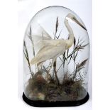 AN EGRET full mount in a naturalistic setting, under a glass dome and on an oval ebonised base, 78cm