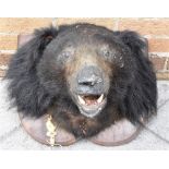 A BLACK BEAR HEAD mounted on a wooden plaque for wall hanging, 44cm high, 50cm wide