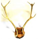A PAIR OF ANTLERS on a shaped light oak shield for wall mountings, 62cm high, 60cm wide