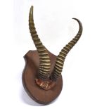 A SET OF AFRICAN RIBBED CURVED HORNS on a shaped oak shield for wall hanging, height 38cm, width