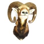 A MOUFFLON HEAD neck mount for wall hanging, height 50cm, width 52cm