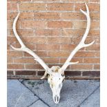 A PAIR OF ANTLERS skull mount, 82cm high, 68cm wide.