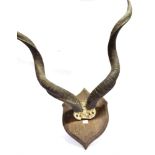 A LARGE PAIR OF AFRICAN KUDU HORNS on a shaped shield for wall mounting, height 105cm, width 88cm