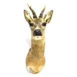 A ROE DEER HEAD neck mount for wall hanging, height 62cm, width 18cm