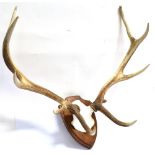 A LARGE PAIR OF ANTLERS on a shaped shield for wall mountings, 74cm high, 80cm wide