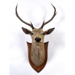 A RED DEER STAGS HEAD neck mount, the shaped oak shield with painted inscription 'Ledmore 1912',