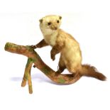 A POLE-CAT full mount, on a branch, for wall hanging, height 43cm, width 60cm