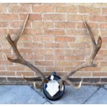 A LARGE PAIR OF ANTLERS on an oval ebonised plaque for wall mounting, 90cm high, 92cm wide