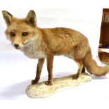 A FOX full mount, standing on a shaped rocky base, height 50cm, width 80cm