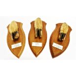 DEVON AND SOMERSET STAGHOUNDS THREE MOUNTED DEER SLOTS with engraved plaques, 'Culbone 24 Oct.