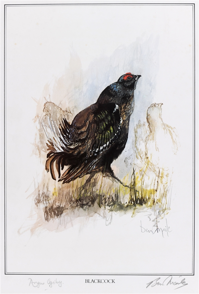 [WILDFOWL]. BEN MAILE (BRITISH, 1922-2017) 'Blackcock', colour print, limited edition of 650, signed