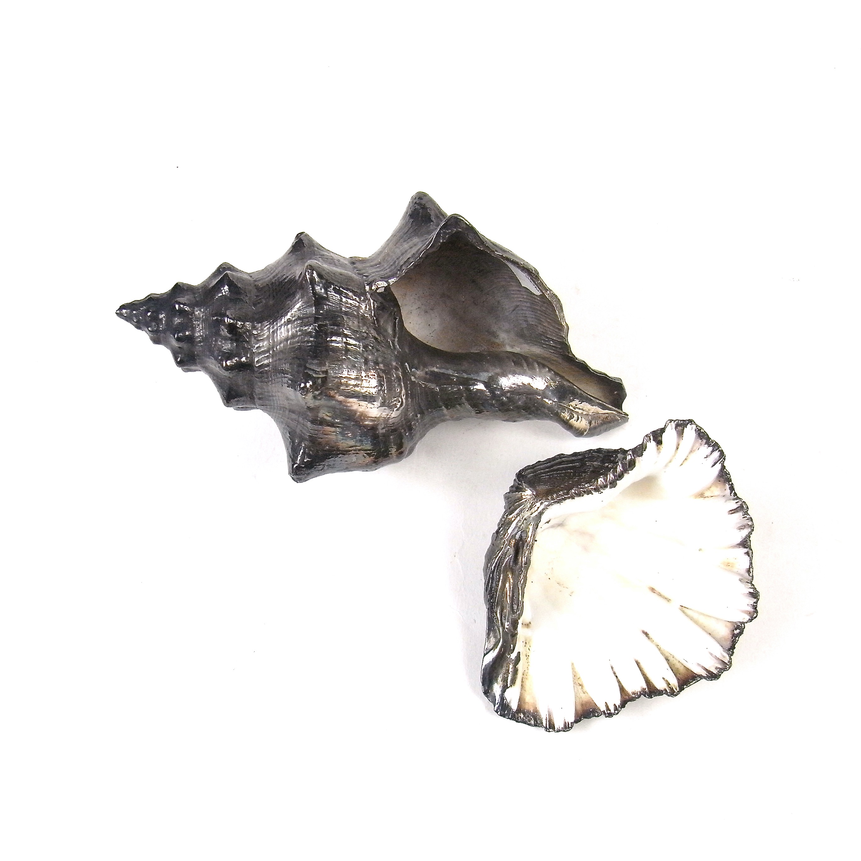 Two large shells dipped in silver, 20th century - Image 3 of 3