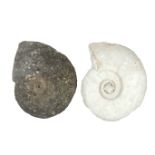 Two large fossilised stone ammonites