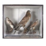 Taxidermy: A large display depicting three hawks in natural surroundings 19th century.