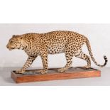 Magnifico trofeo di Leopardo (Panthera Pardus).