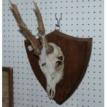 Two mounted animal skulls, 30cm overall Condition Report: Available upon request