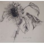 •ALBERTO MORROCCO OBE, RSA, RSW, RP, RGI (SCOTTISH 1917-1998) SUNFLOWER Charcoal, signed, 40 x