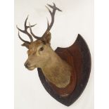 A TAXIDERMY STAGS HEAD WITH TEN POINTS mounted on an oak shield inscribed 'C.A.M., Mhorsgoil