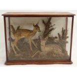 A TAXIDERMY DISPLAY of two Roe deer fawns,standing and lying amongst lichen,grasses and gnarled