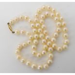 A string of cultured pearls with an 18ct gold clasp in a Mikimoto box, each pearl approx 6.2mm,